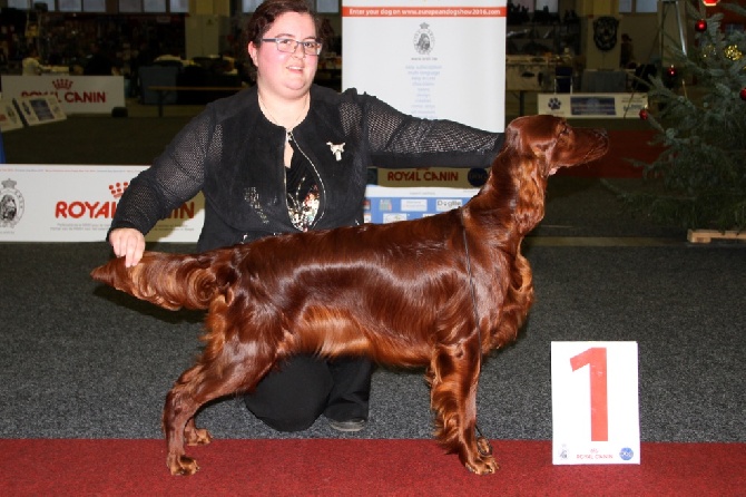 Riverwood - Bruxelles Winner dog show 2015