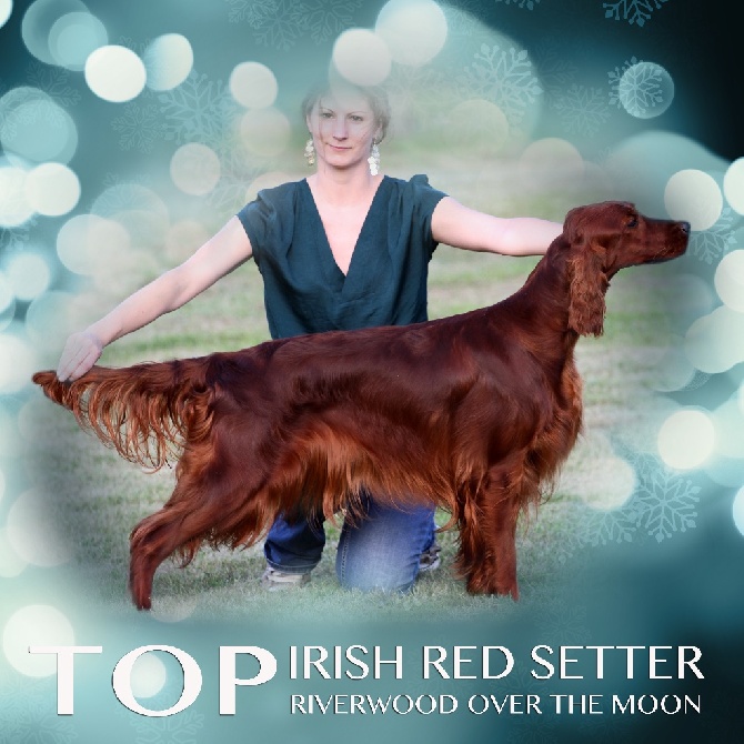 Riverwood - TOP IRISH SETTER 2016