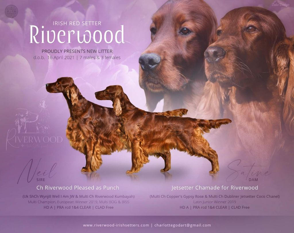 Riverwood - Les chiots de Satine & Neil