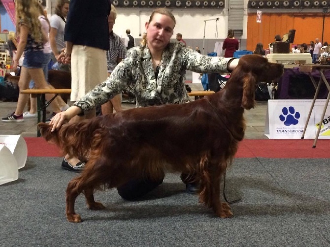 Riverwood - European dog show Bruxelles 2016