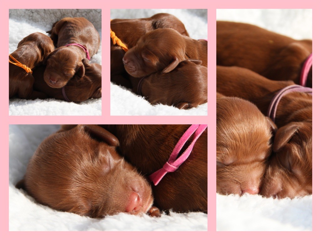 Les chiots